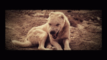 Wölfe – Kontra K –  – 